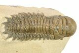 Detailed Crotalocephalina Trilobite - Atchana, Morocco #265261-3